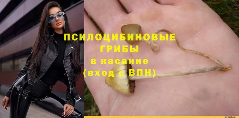 Псилоцибиновые грибы GOLDEN TEACHER  Кадников 